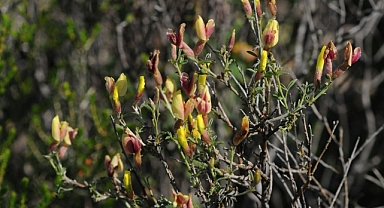 “İzmirborçağı” literatüre kazandırıldı