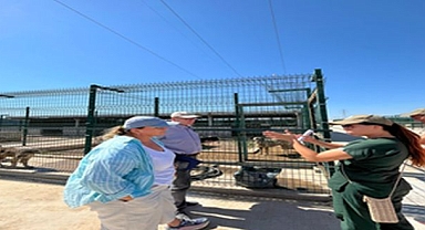 Yangın nedeniyle 335 hayvan koruma altına alındı