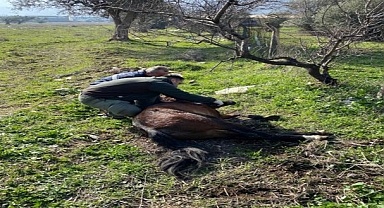 Yaralı Yılkı Atı’na Anında Müdahale
