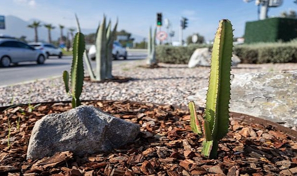 İzmir’in çehresi su tasarruflu bitkilerle güzelleşiyor