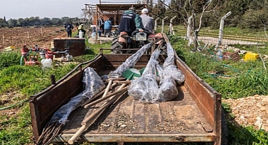 Kesilen cevizlerin yerine umut filizlendi