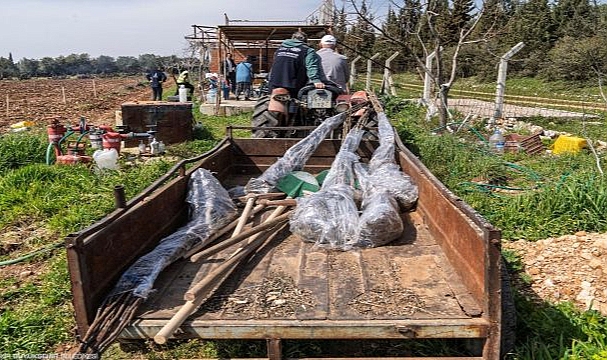 Kesilen cevizlerin yerine umut filizlendi